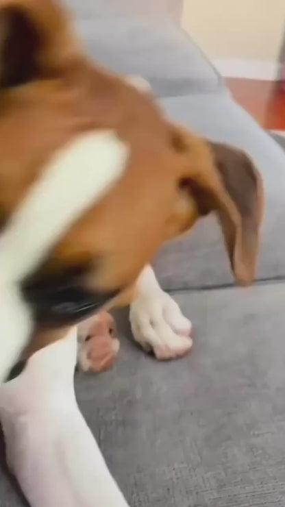 Hundespielzeug mit Saugnapf & Ball – Interaktives Kauspielzeug zur Zahnpflege